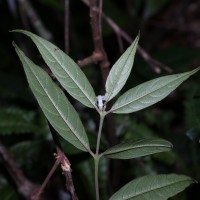 Lasianthus thwaitesii Hook.f.